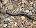 Enormous millipede